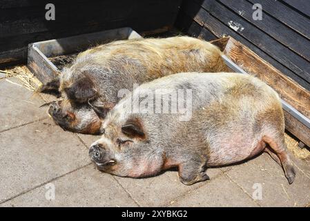 Broek op Langedijk, Niederlande. 24. Juli 2023. Zwei Schweine schlafen bequem Stockfoto