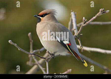 Böhmische Wachsflügel (Bombycilla garrulus), ja, Landkreis Bad Duerkheim, Rheinland-Pfalz, Bundesrepublik Deutschland Stockfoto