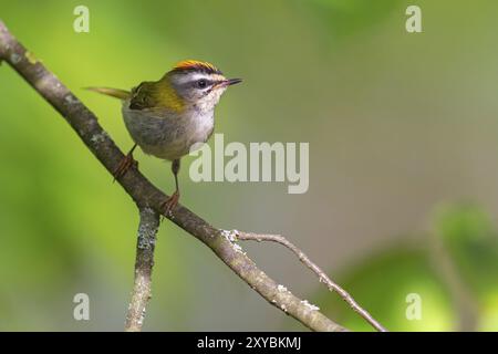 Goldcrest, Regulus Ignicapillus, Lude, Berggebiet, Lude, Steiermark, Slowenien, Europa Stockfoto