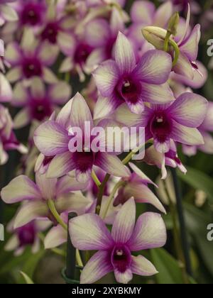 Nahaufnahme von rosa Orchideenblüten in einem Garten, Amsterdam, Niederlande Stockfoto