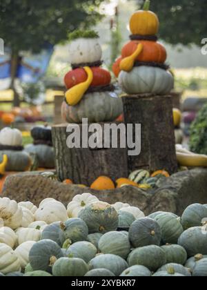 Mehrere Kürbisse in verschiedenen Farben und Formen werden auf Holzstämmen auf einem Herbstmarkt in borken, münsterland, Deutschland, Europa gestapelt Stockfoto