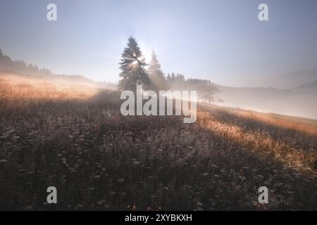 Sonnenstrahlen zwischen dem Baum am nebeligen Morgen Stockfoto