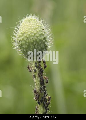 Beschäftigte Ameise in einer Makroaufnahme auf einem Blatt zusammen mit Blattläusen. Detailreiche Aufnahme des kleinen Insekts Stockfoto