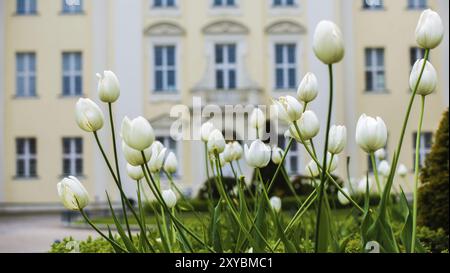 Mehrere weiße Tulpen in einem Garten Stockfoto