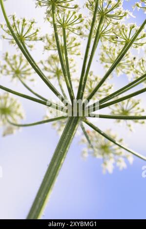 Wiesenhogweed gegen den hellen Wiesenhogweed, heracleum spondylium, Howeed, Liegen Stockfoto