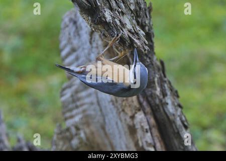 Nuthatch, Sitta Europa, Nuthatch, Europa, Mitteleuropa Stockfoto