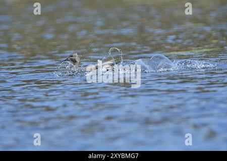 Gadwall Enten, Oberlausitz, Sachsen, Deutschland, Anas strepera, Gadwall, Deutschland, Europa Stockfoto