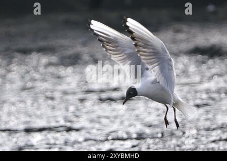 Schwarz-köpfige Schwarzköpfige Möwe im Hintergrund. Schwarzköpfige Möwe im Hintergrund Stockfoto