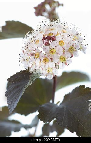 Blühender Teufelsstrauch (Physocarpus opulifolius) auf weiß Stockfoto