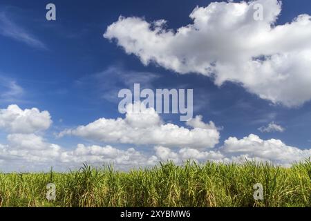 Den Zuckerrohranbau in Kuba Stockfoto