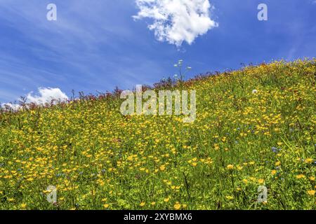Bunte Blumenwiese in Südtirol, Italien, Europa Stockfoto