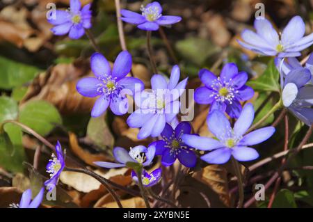 Leberkraut im Frühjahr, blaue hepatica nobilis Blüte im Frühjahr Stockfoto