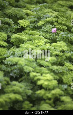 Hier ist ein roter Klee in das Petersilienbett gedrungen Stockfoto