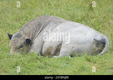 Galloway-Bulle, White Galloways Stockfoto