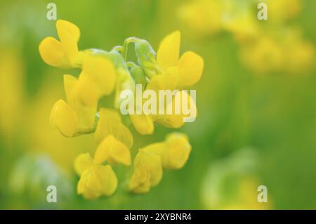 Hornkraut, Lotus corniculatus, Vogelfuß-Trefoil, Vogelfuß-Trefoil Stockfoto