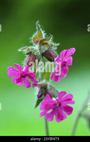 Red campion im Regen, Silene Dioica im Regen Stockfoto