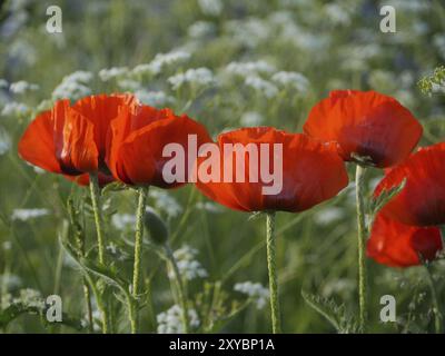 Sommerwiese mit Mohnblumen Stockfoto