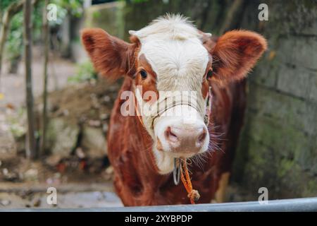 Niedliche braune und weiße Kuh, die auf die Kamera mit verschwommenem Hintergrund blickt. EID Al Adha Konzept. Stockfoto