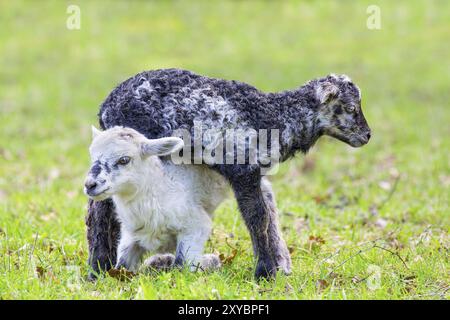 Zwei neugeborene schwarze und weiße Lämmer, die zusammen spielen in Grün niederländische Weide Stockfoto