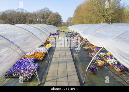 Zwei europäische Kunststoffgewächshäuser mit geradem Weg und bunten Blumenstiefmütterchen Stockfoto