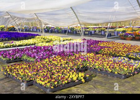 Kunststoff Gewächshaus in den Niederlanden mit bunt blühende Stiefmütterchen in den Fächern Stockfoto