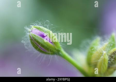 Bud einer Geranienblume vor der Blüte, Nahaufnahme. Bud einer Geranienblume vor der Blüte Stockfoto