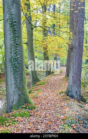 Herbst mit Baumstämmen entlang Pfad im Wald Stockfoto