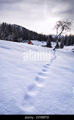 Fuchsspuren auf Schnee in den Alpen, Deutschland, Europa Stockfoto