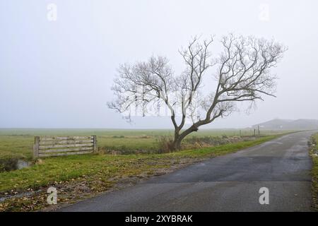 Einsamer Baum an der Straße in dichtem Nebel Stockfoto