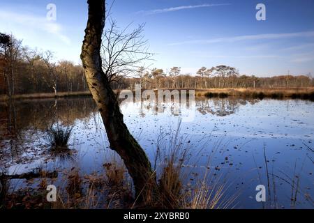 Alter Baumstamm im Sumpf in Groningen Stockfoto