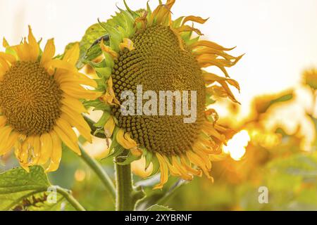 Helianthus Sonnenblume bei einem glühenden Sonnenuntergang Stockfoto