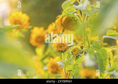 Helianthus Sonnenblume bei einem glühenden Sonnenuntergang Stockfoto