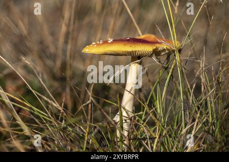 Seitliche Detailansicht der Amanita Muscaria Fly Agaric Stockfoto