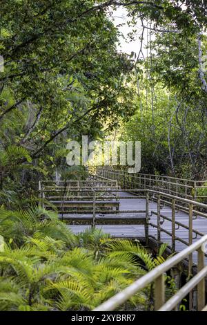 Holzwege führen durch den Regenwald, den Manuel Antonio Nationalpark, Puntarenas Bezirk, Costa Rica, Mittelamerika Stockfoto