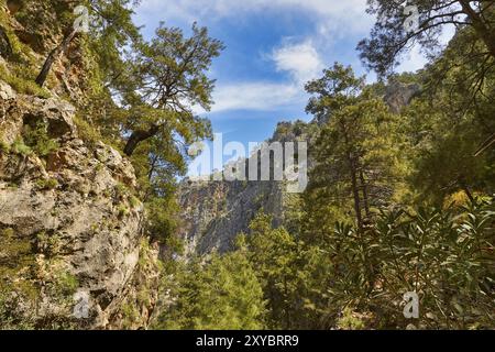 Eine sonnige Waldlandschaft mit hohen Felsen und dicht bewachsenen Bäumen unter blauem Himmel, Agia Irini Schlucht, Lefka Ori, Weiße Berge, Bergmassiv, Stockfoto