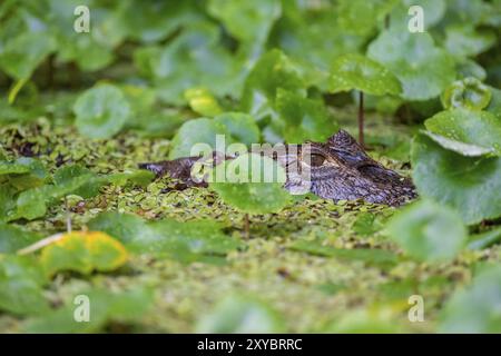 Nördlicher Brillenkaiman (Caiman crocodilus) im Wasser, Kopf über Wasser, zwischen Wasserpflanzen, Tortuguero Nationalpark, Costa Rica, Zentr Stockfoto