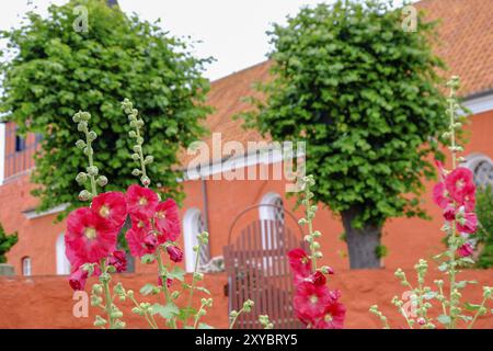 Leuchtend rote Blumen vor einer orange-roten Kirche mit zwei Bäumen im Hintergrund, svaneke, bornholm, ostsee, dänemark, skandinavien Stockfoto