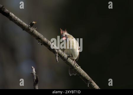 Nördlicher Kardinal (Cardinalis cardinalis), Weibchen, das auf einem Baumzweig sitzt Stockfoto