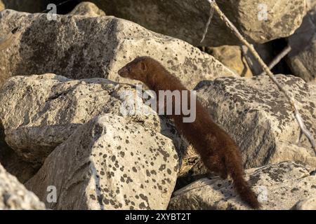 Amerikanischer Nerz (Neovison Vison) auf der Jagd auf dem Lake Michigan Stockfoto