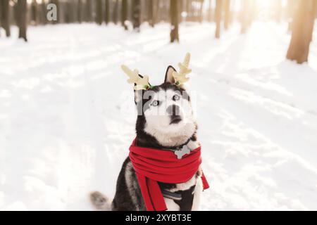 Weihnachten Husky Hund in rotem Schal, Hirsch Hörner, Weihnachtsmann Kleidung im verschneiten Wald mit Sonnenstrahlen. Konzept der Weihnachtskarte. Viel Schnee in w Stockfoto