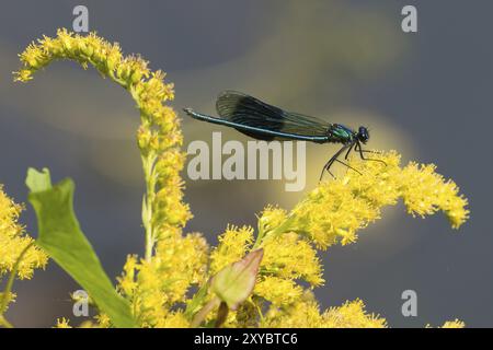 Makroaufnahme einer männlichen Banded demoiselle (Calopteryx splendens), die auf Goldrute sitzt (Solidago), Hessen, Deutschland, Europa Stockfoto