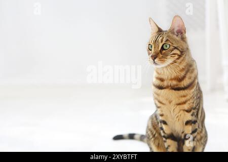 Bengal Katze auf weißem Hintergrund sitzt seitwärts, sieht beiseite. Weißer Hintergrund Stockfoto