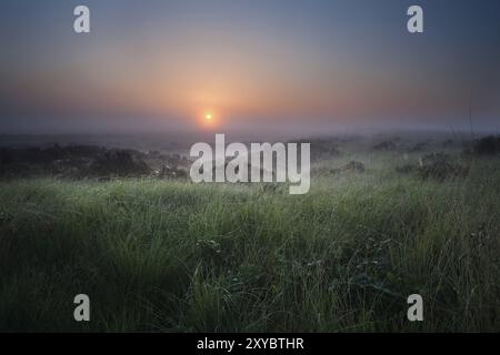 Neblig ruhiger Sonnenaufgang über Sumpf mit blühender Heidekraut Stockfoto