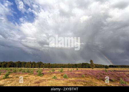 Stürmischer Himmel und Regenbogen über Wiese mit Heidekraut im Sommer Stockfoto