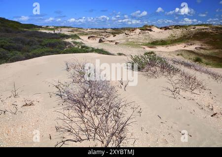 Sanddünen mit trockenen Büschen Bu Zandvoort aan Zee, Niederlande Stockfoto