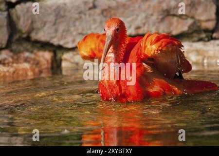 Scharlachibisen (Eudocimus ruber) Stockfoto