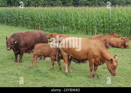 Herde von Kühen, die auf einer Wiese neben einem Maisfeld stehen und liegen, borken, münsterland, deutschland Stockfoto