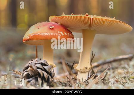 Bei Sonnenaufgang mystischer Sonnenaufgang mit einem Baum auf der Wiese im Nebel. Warme Farben aus der Natur. Landschaftsfotografie in Brandenburg Stockfoto