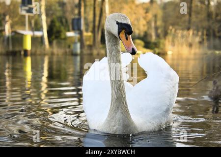 Ein eleganter weißer Schwan schwimmt im Wasser. Das wilde Tier wirkt majestätisch. Großer Vogel. Tierfotografie in der Natur Stockfoto