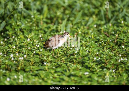 Jacana mit gelber Front läuft auf Wasserpflanzen, Tortuguero Nationalpark, Costa Rica, Mittelamerika Stockfoto